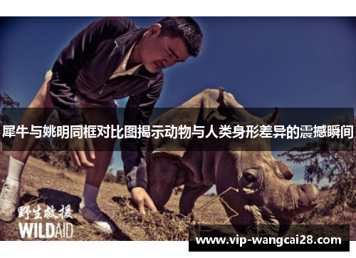 犀牛与姚明同框对比图揭示动物与人类身形差异的震撼瞬间 犀牛与姚明同框对比图揭示动物与人类身形差异的震撼瞬间