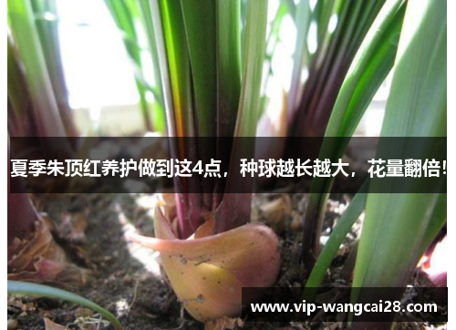夏季朱顶红养护做到这4点，种球越长越大，花量翻倍！